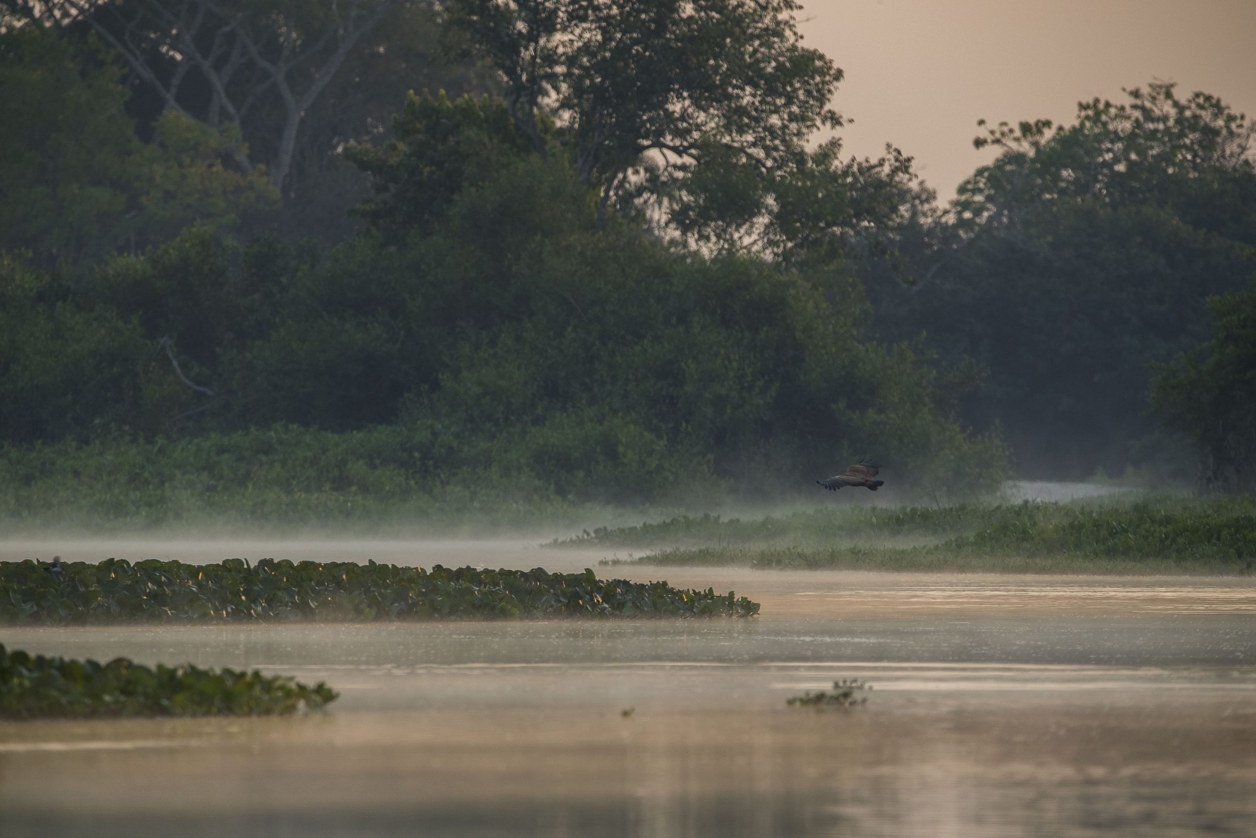 Gavião-belo caçando nas brumas do amanhecer no rio Paraguai. Pantanal de Cáceres, Mato Grosso