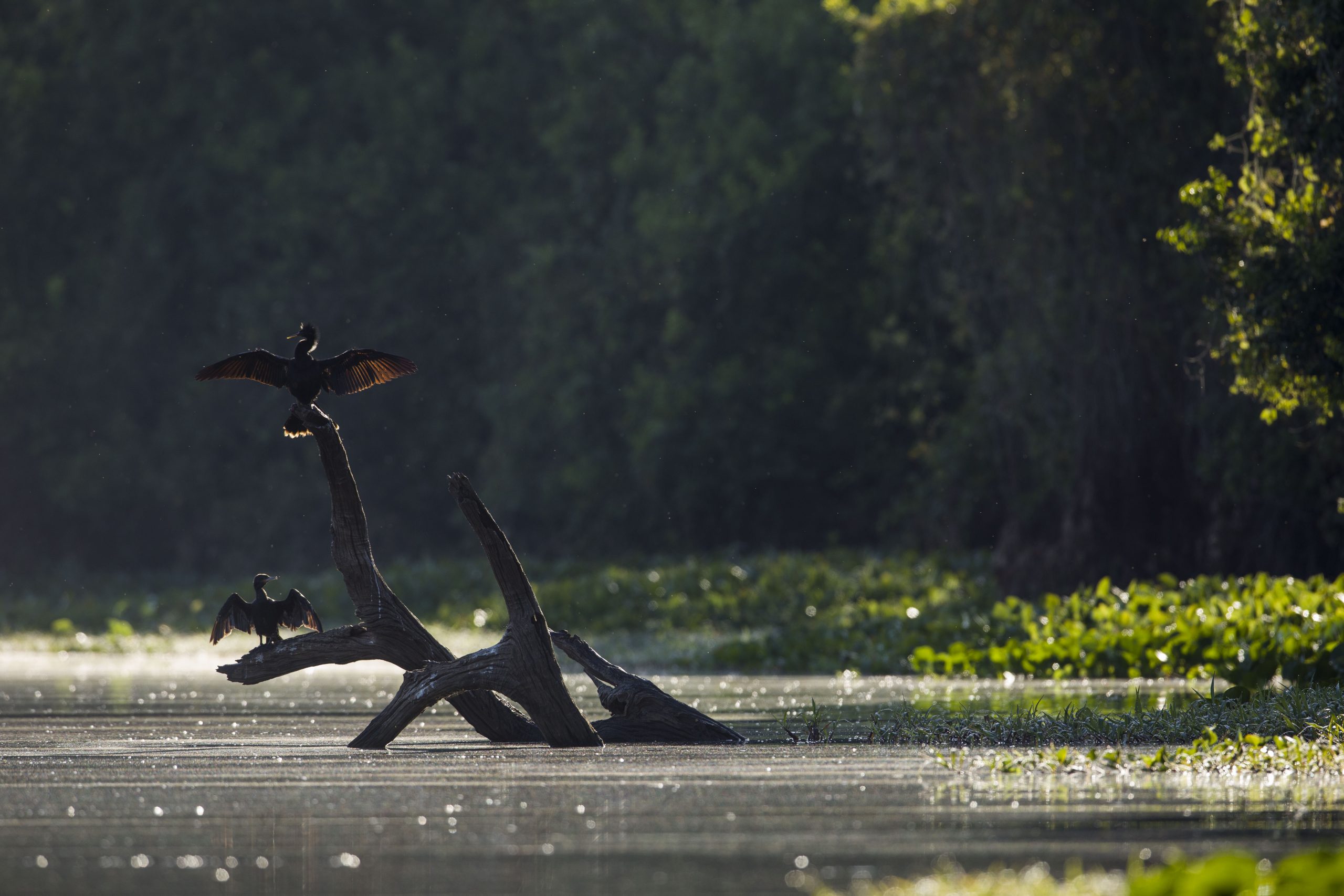 Biguás secando suas asas em lagoa marginal do rio Paraguai. Pantanal de Cáceres, Mato Grosso