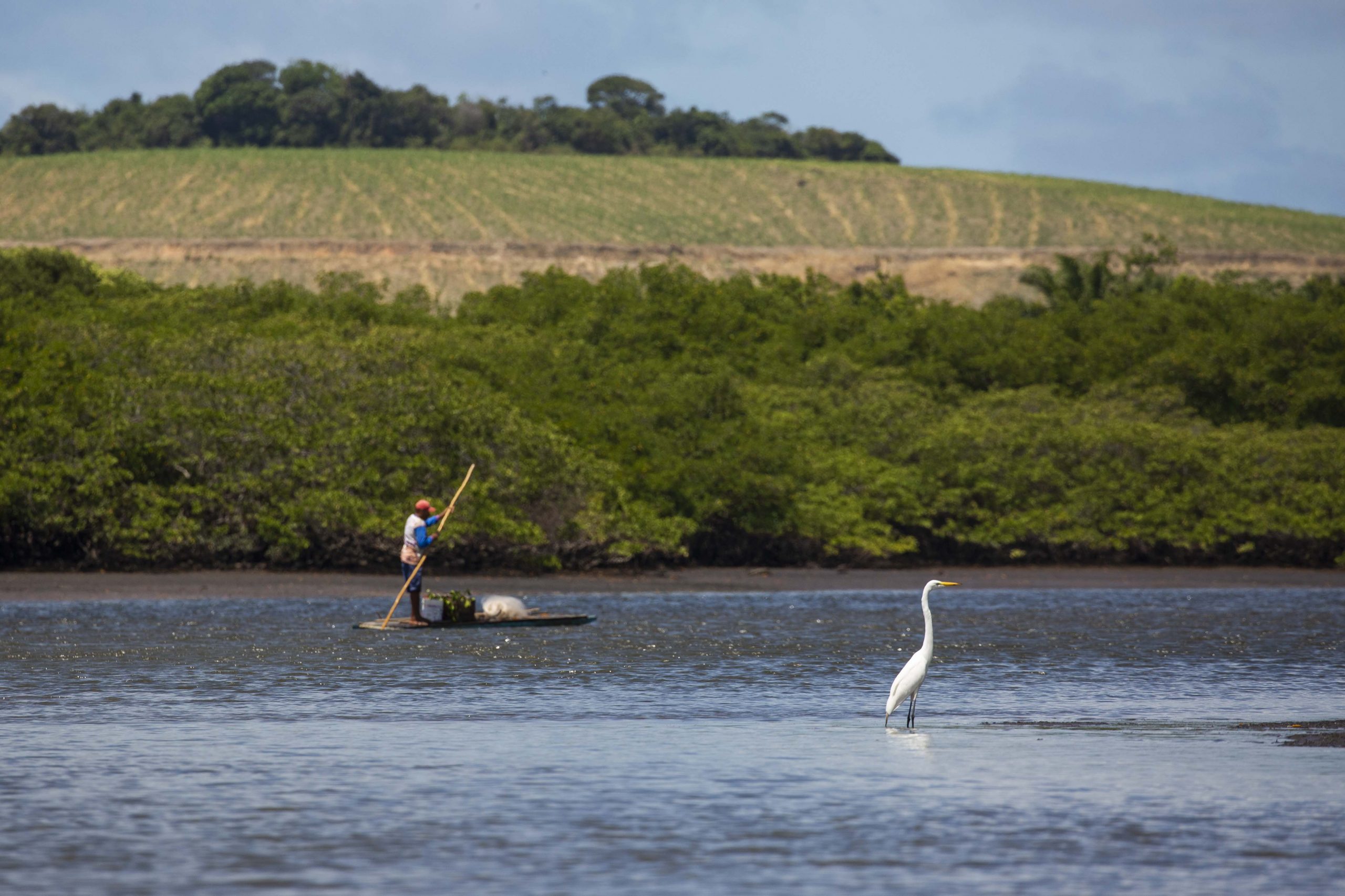 Imagens dos trabalhos de monitoramento de Beatrice Padovani e sua equipe mangue na região do Rio Formoso em Tamandaré, PE